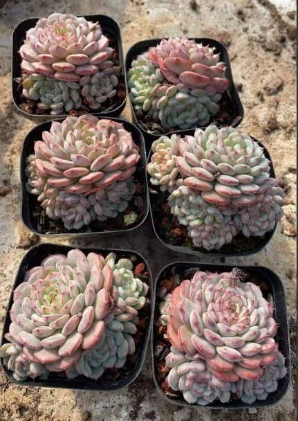 新入荷 ホーニー ZA 1038 32苗 抜き苗 多肉植物 詰め合わせ アエオニウム エケベリア サボテン 韓国苗