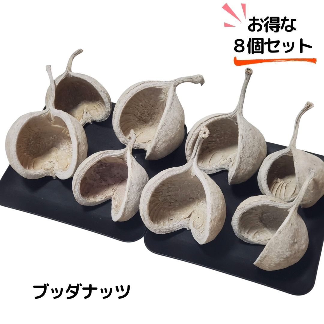 ブッダナッツ 割引有 16個セット L ウォッシュホワイト 大地農園