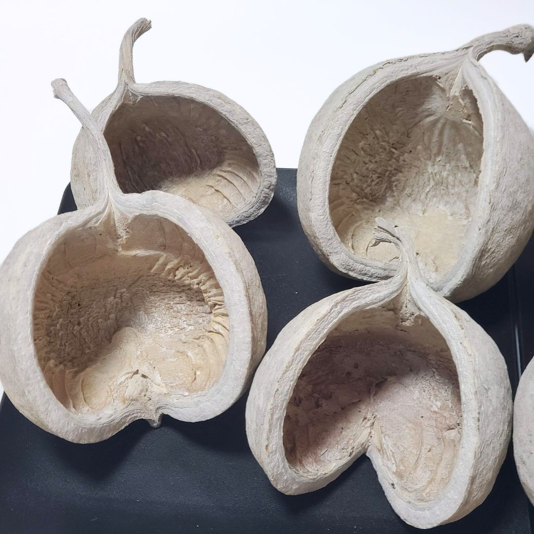 ブッダナッツ 8個セット L ウォッシュホワイト 大地農園 ハンドメイド