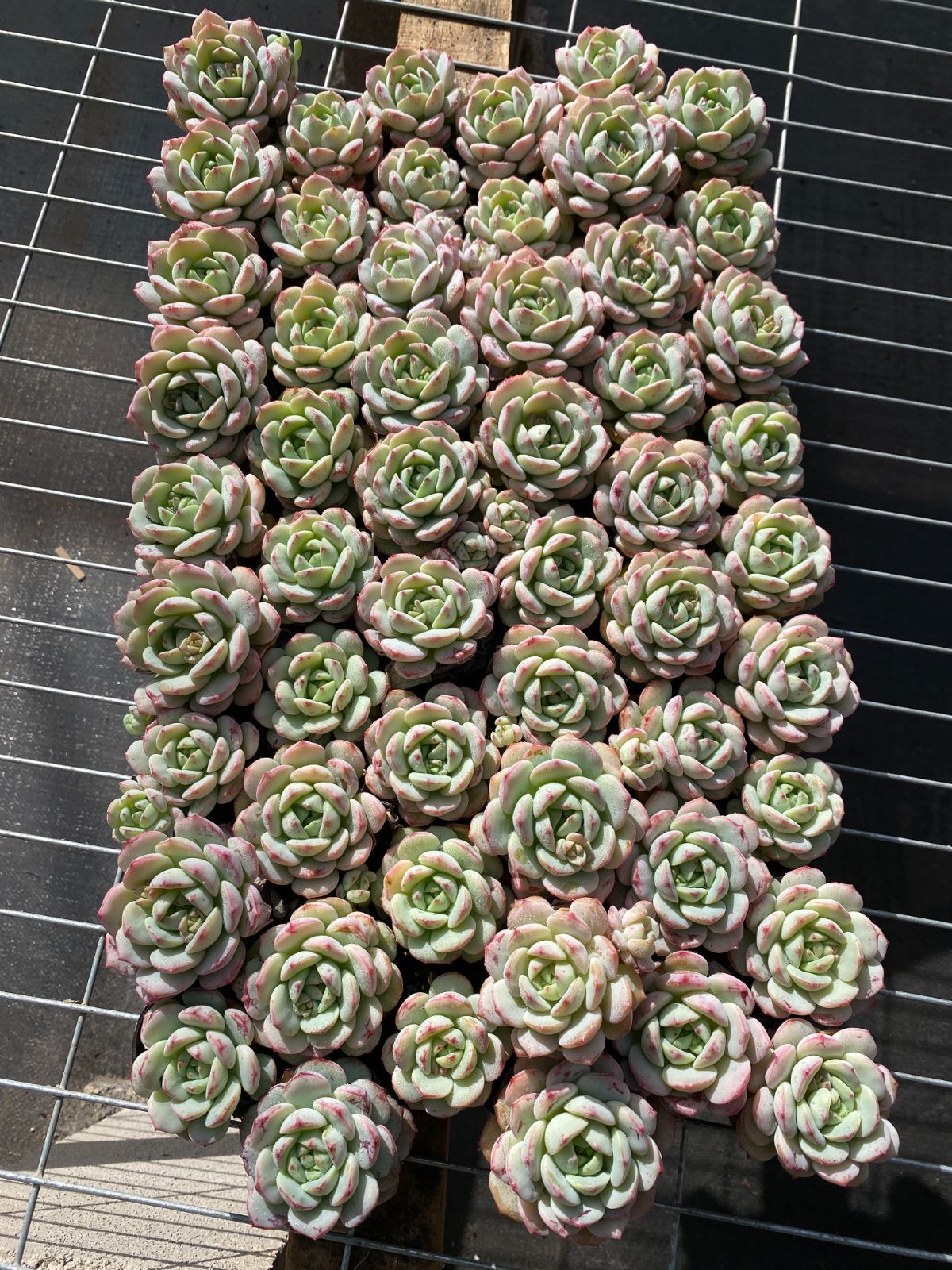 54株の抜き苗セット】セデベリア・プジィ 多肉植物 佐川急便発送