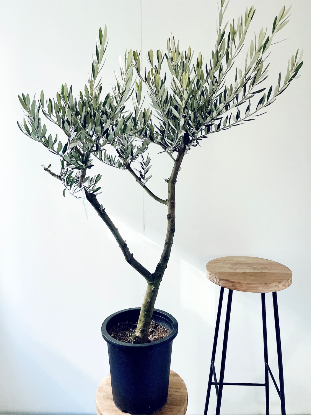 【一点もの】創樹 SOUJU オリーブ ピクアル 観葉植物 calm cafe 一点もの】創樹 SOUJU ショップ オリーブ ピクアル 観葉植物 calm cafe