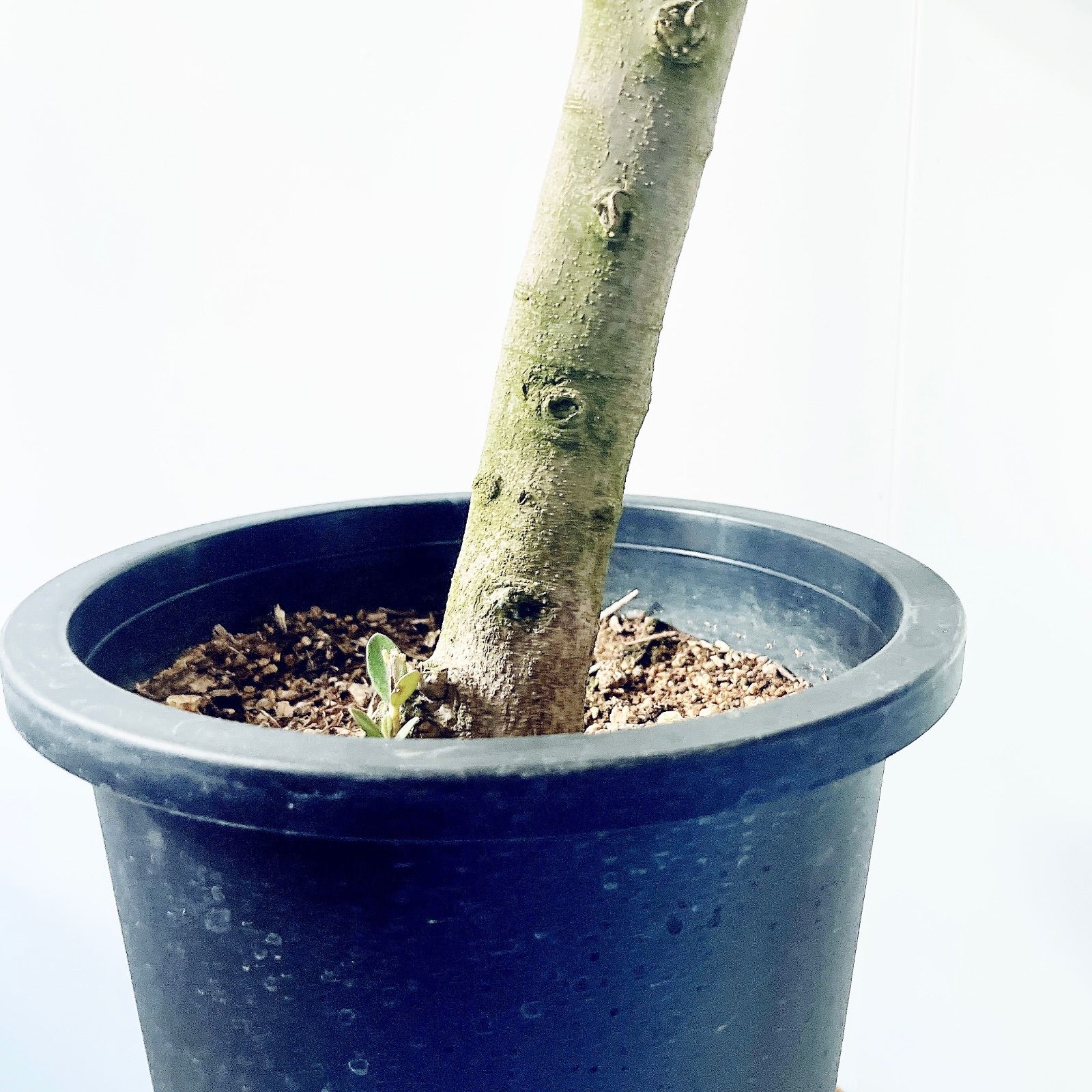 一点もの】創樹 SOUJU ショップ オリーブ ピクアル 観葉植物 calm cafe