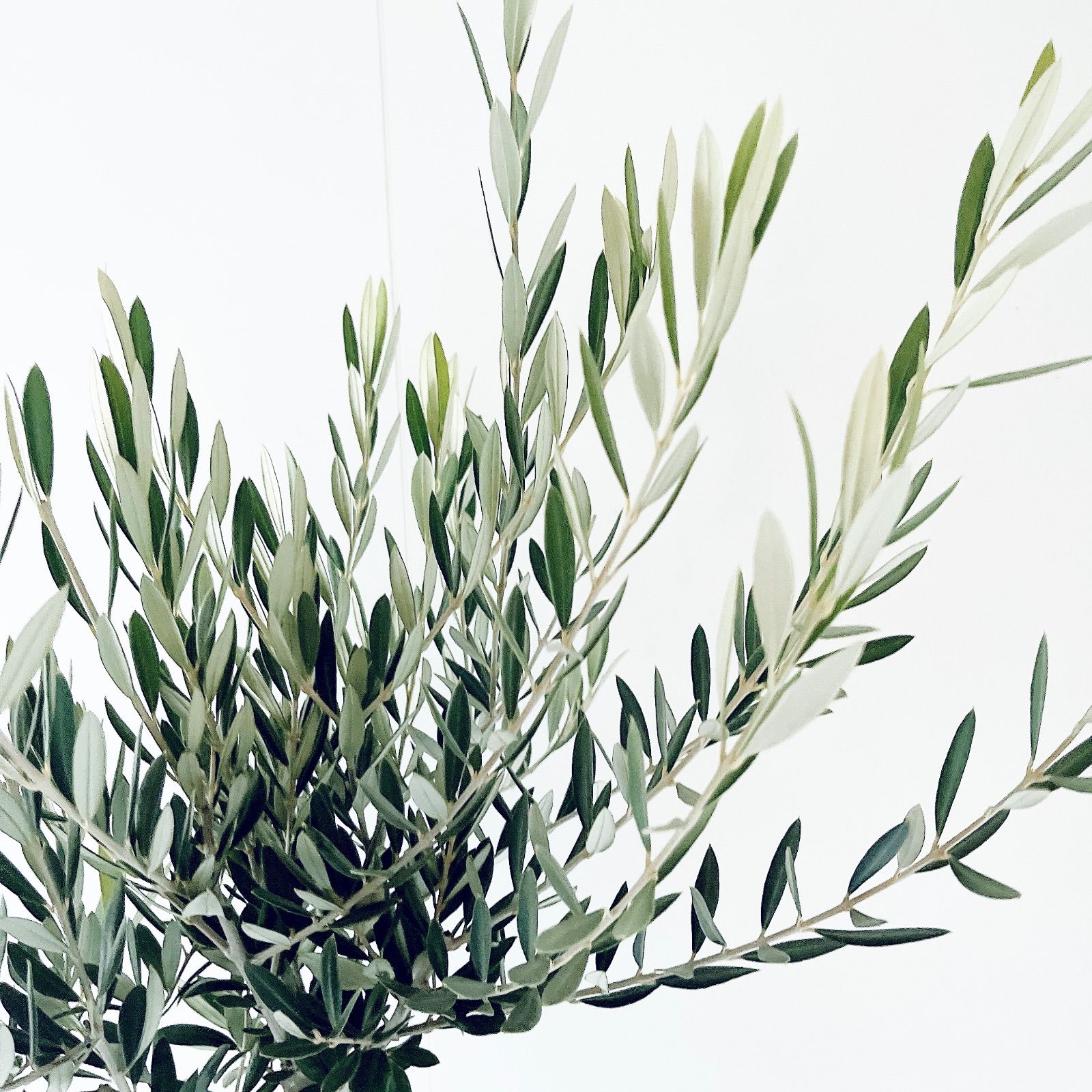 一点もの】創樹 SOUJU ショップ オリーブ ピクアル 観葉植物 calm cafe