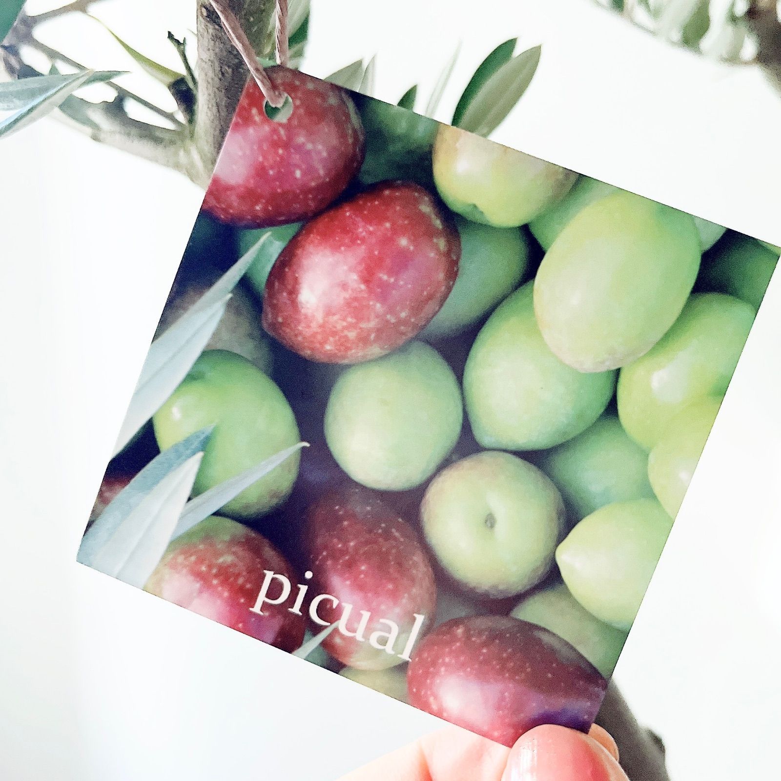 一点もの】創樹 SOUJU ショップ オリーブ ピクアル 観葉植物 calm cafe