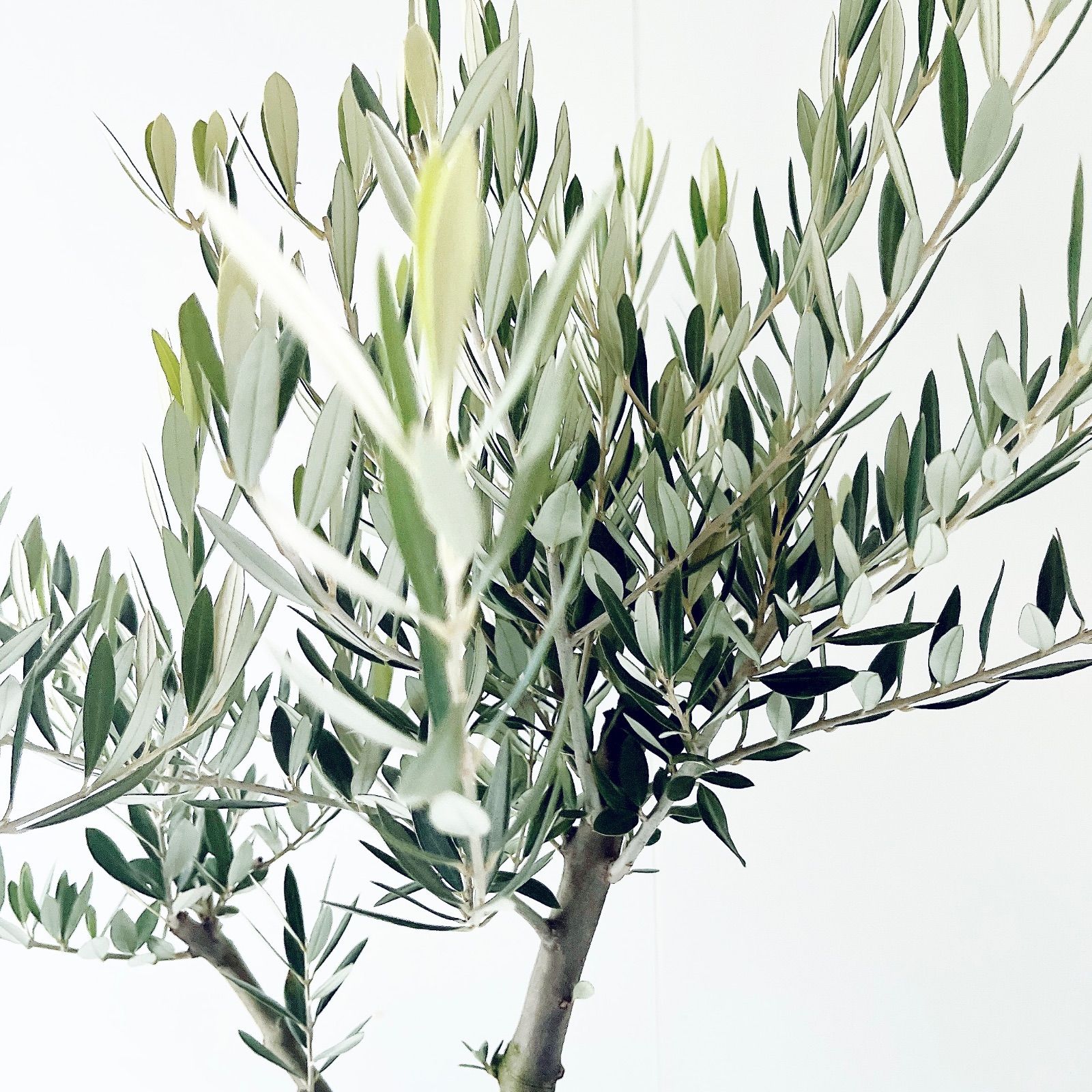 一点もの】創樹 SOUJU オリーブ ピクアル 観葉植物 calm cafe