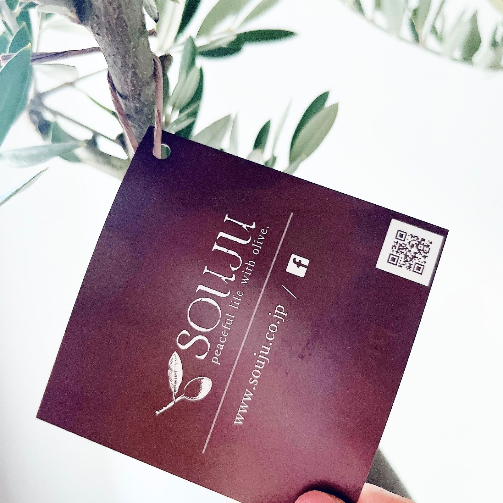 一点もの】創樹 SOUJU オリーブ ピクアル 観葉植物 calm cafe