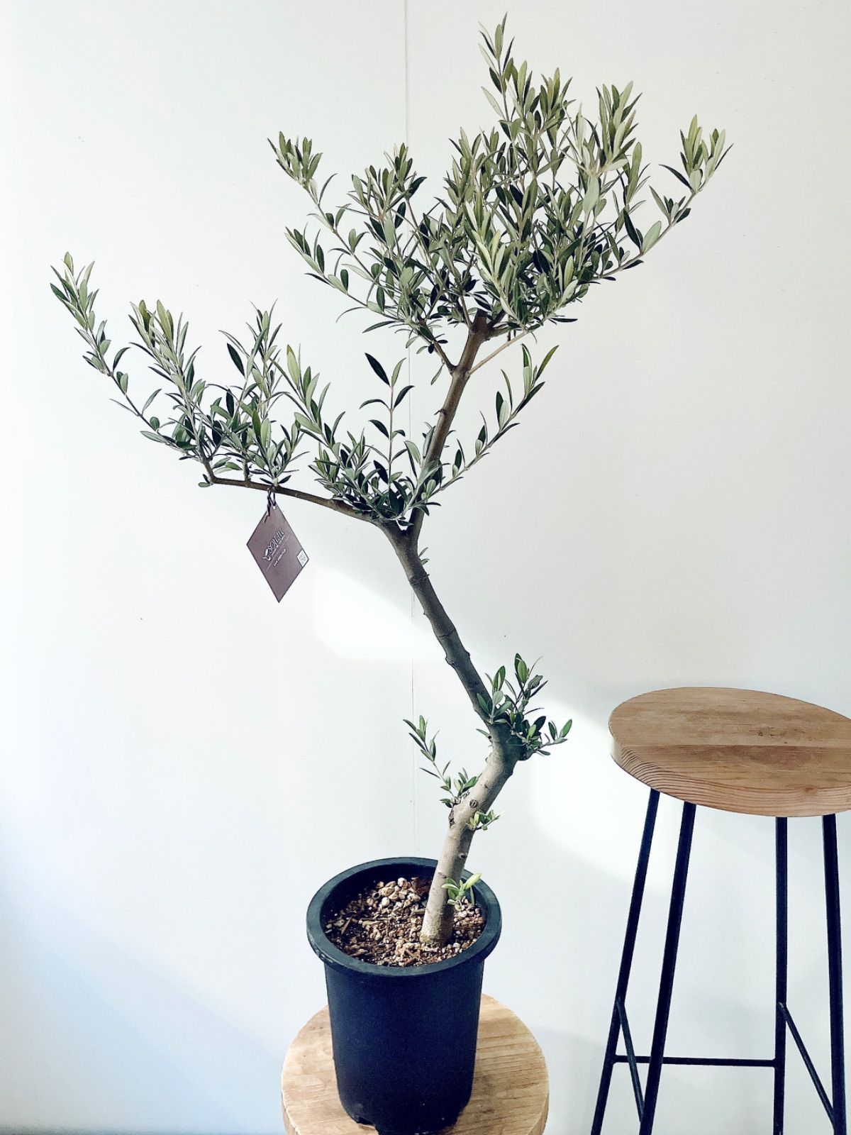 【一点もの】SOUJU オリーブ セントキャサリン 一点もの 観葉植物 calm 一点もの】SOUJU オリーブ セントキャサリン 一点もの 観葉植物 calm cafe