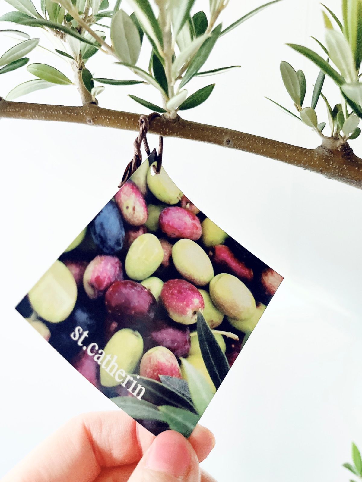 一点もの】SOUJU オリーブ セントキャサリン 一点もの 観葉植物 calm cafe