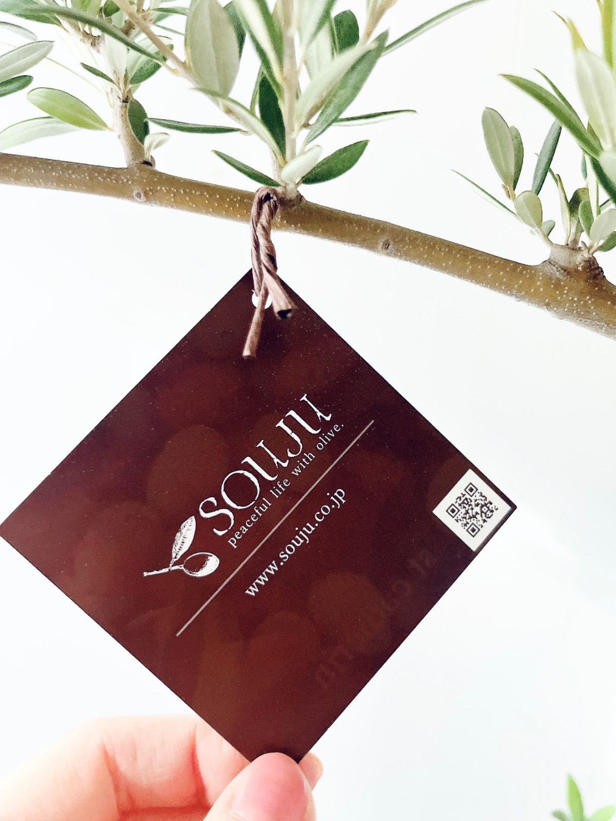 一点もの】SOUJU オリーブ セントキャサリン 一点もの 観葉植物 calm cafe