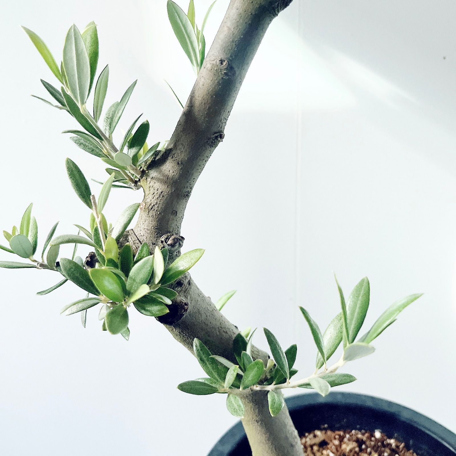 【一点もの】SOUJU オリーブ セントキャサリン 一点もの 観葉植物 calm 一点もの】SOUJU オリーブ セントキャサリン 一点もの 観葉植物 calm cafe