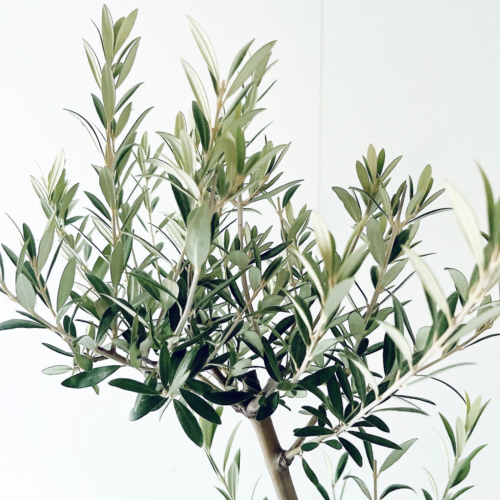 【一点もの】SOUJU オリーブ セントキャサリン 一点もの 観葉植物 calm 一点もの】SOUJU オリーブ セントキャサリン 一点もの 観葉植物 calm cafe