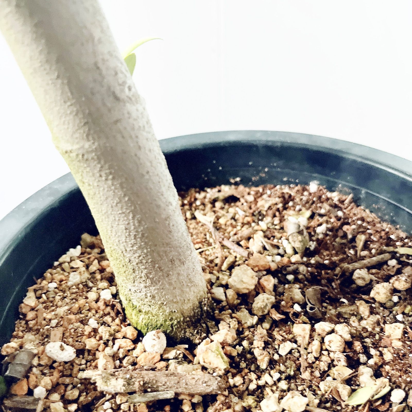 一点もの】SOUJU オリーブ セントキャサリン 一点もの 観葉植物 calm cafe