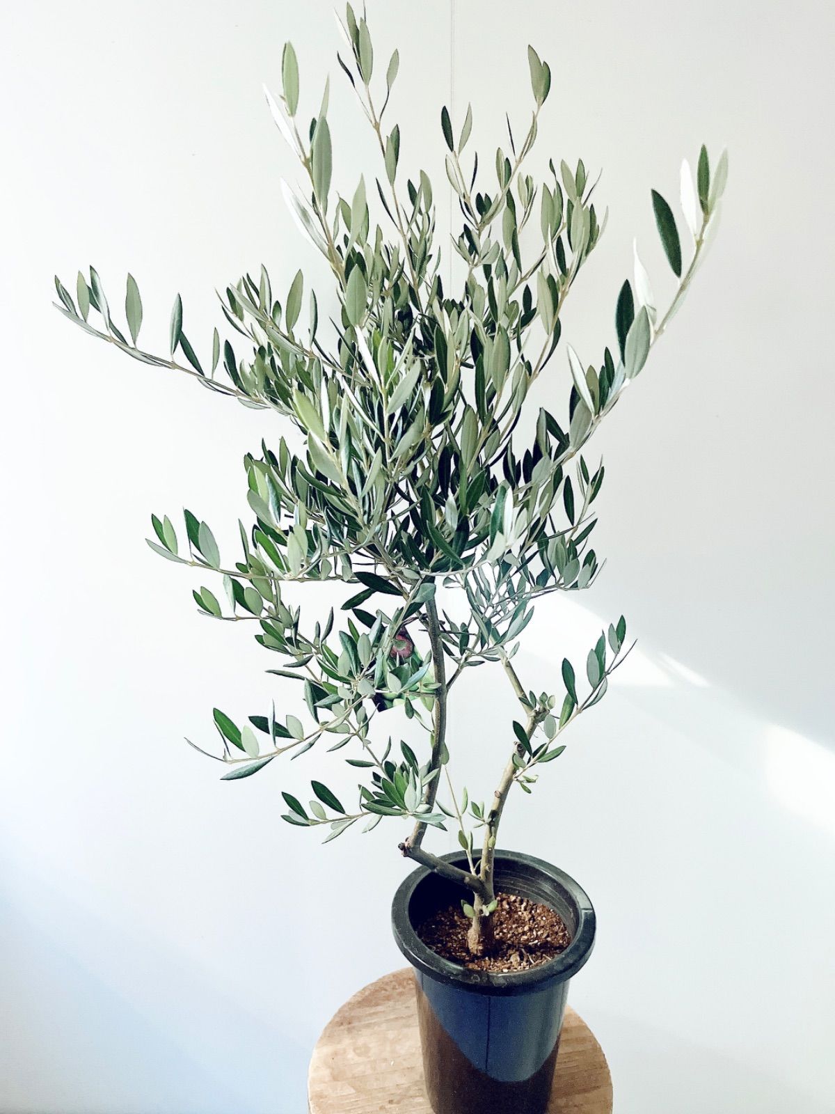 一点もの】創樹 SOUJU オリーブ ピクアル 観葉植物 calm cafe