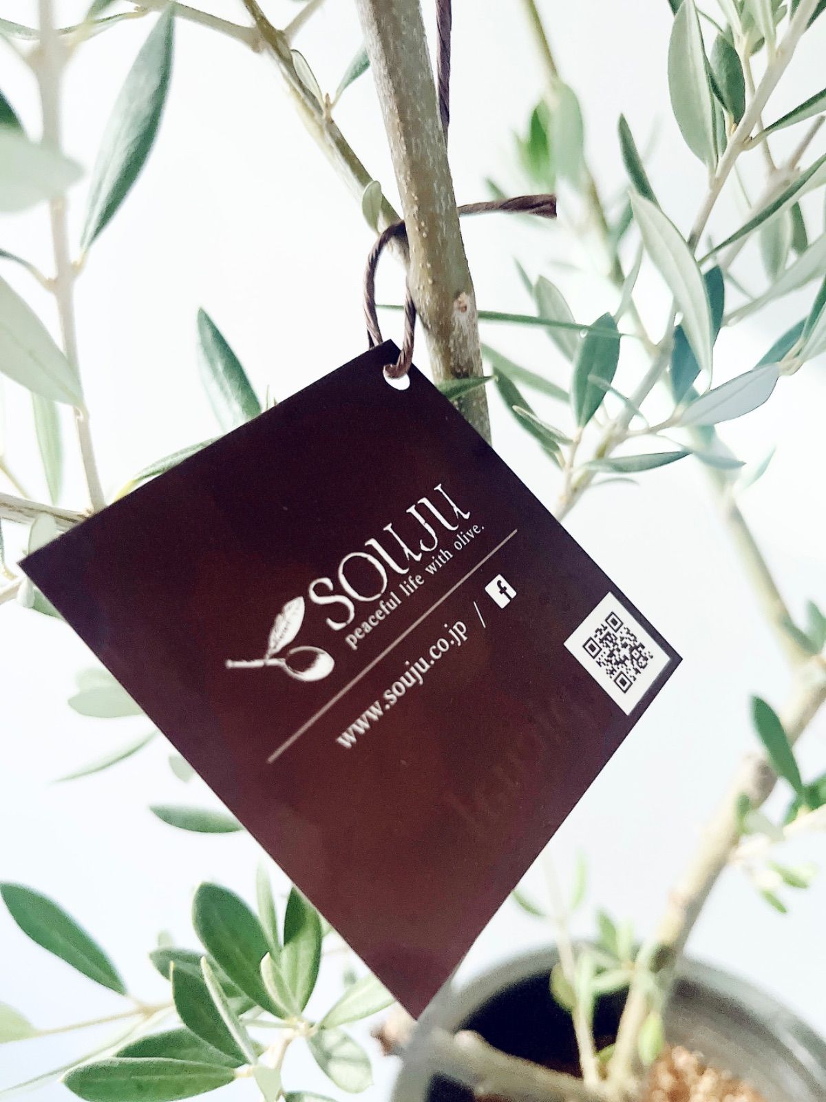 一点もの】創樹 SOUJU オリーブ ピクアル 観葉植物 calm cafe