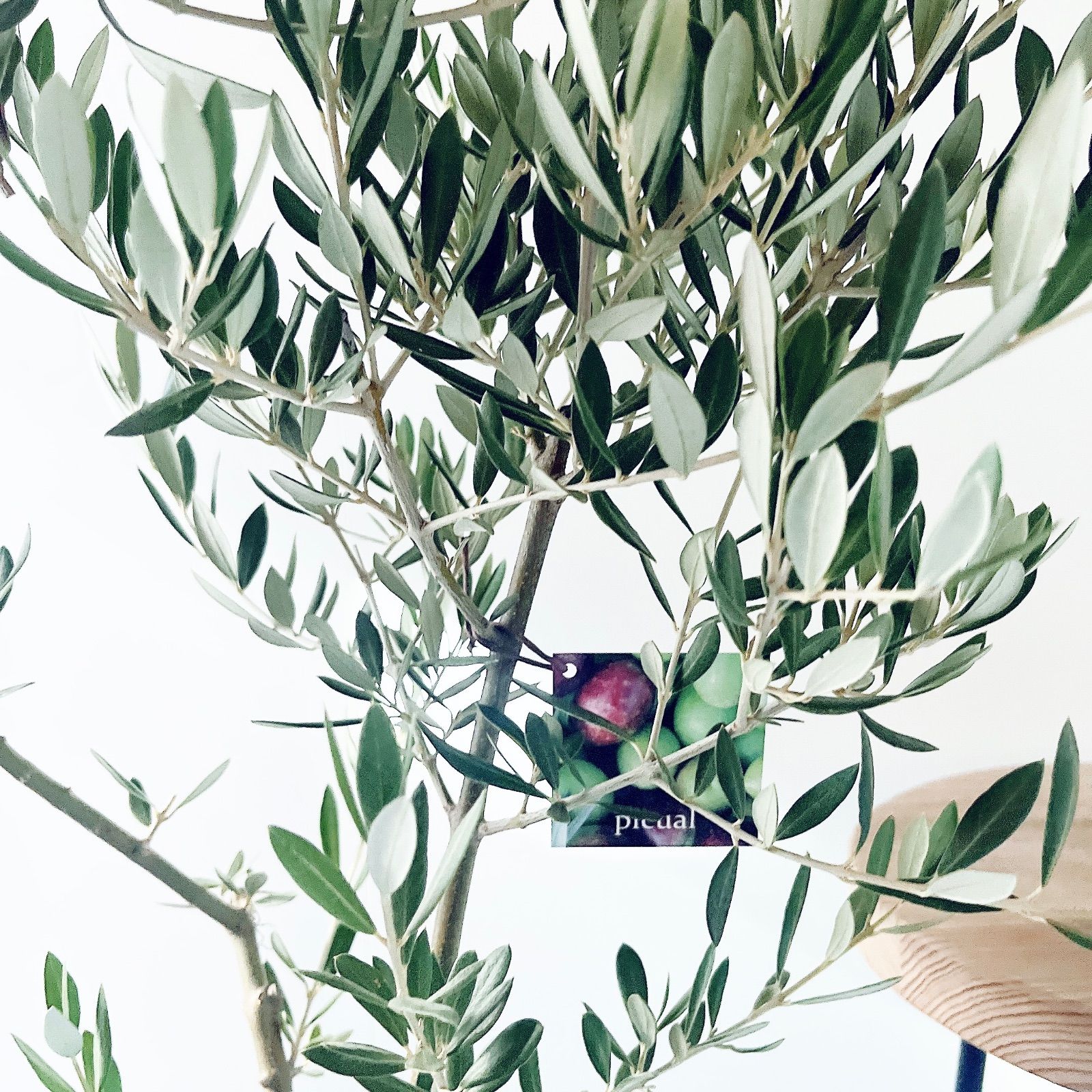 一点もの】創樹 SOUJU オリーブ ピクアル 観葉植物 calm cafe