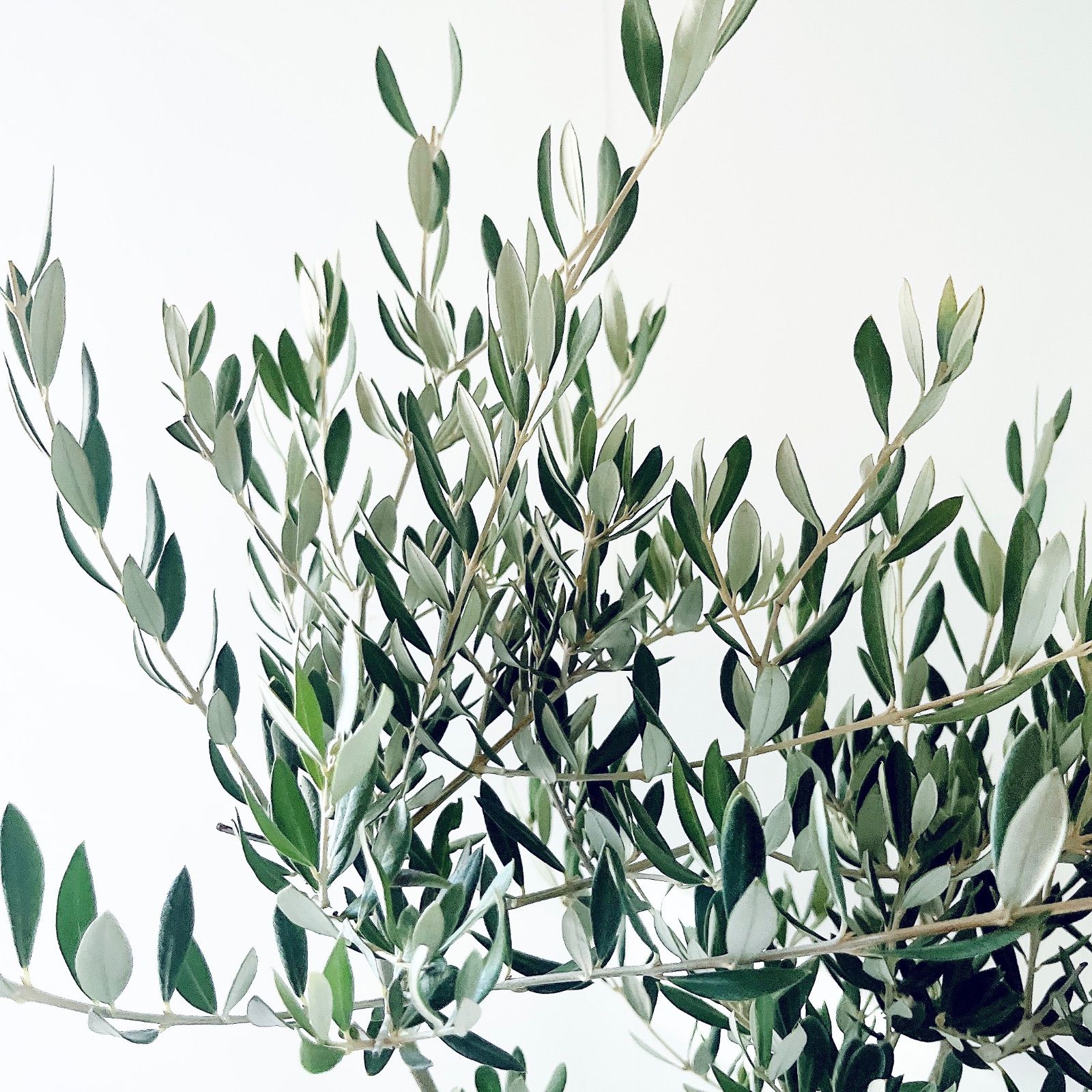 一点もの】創樹 SOUJU オリーブ ピクアル 観葉植物 calm cafe