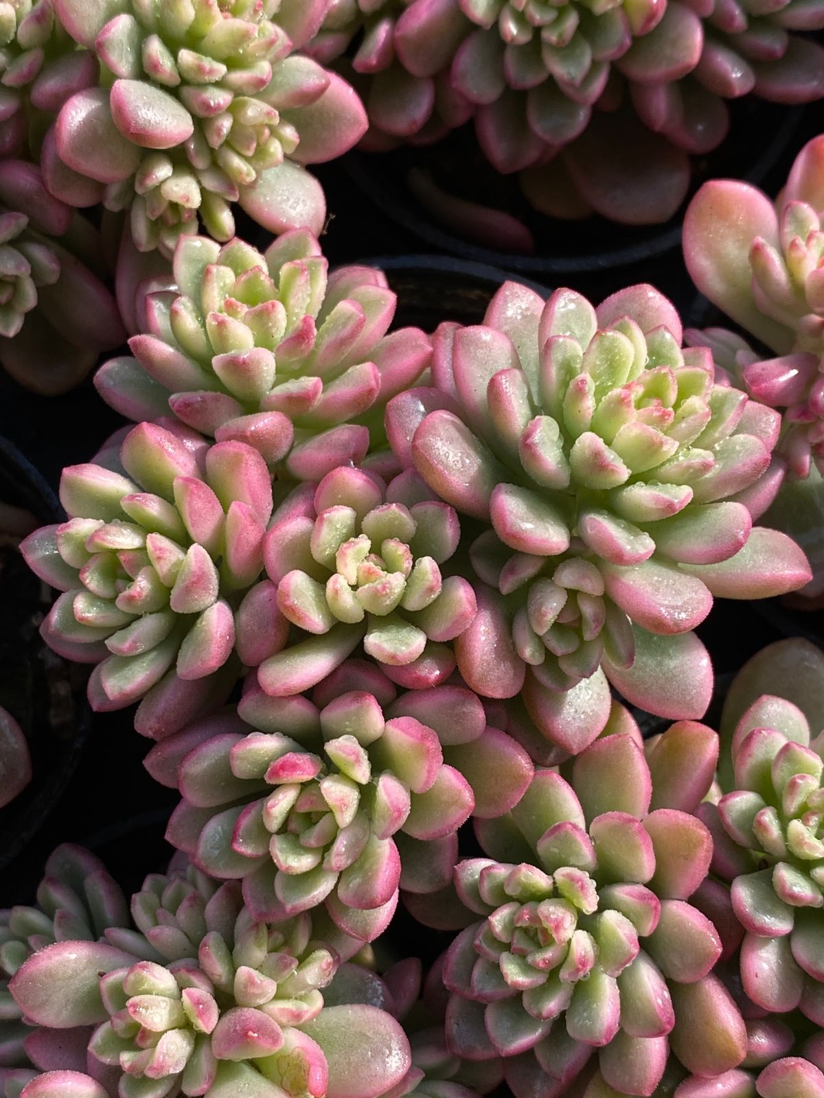 大人気品種 限定年末セール セット タロック錦 ZZ145×54苗土鉢付き