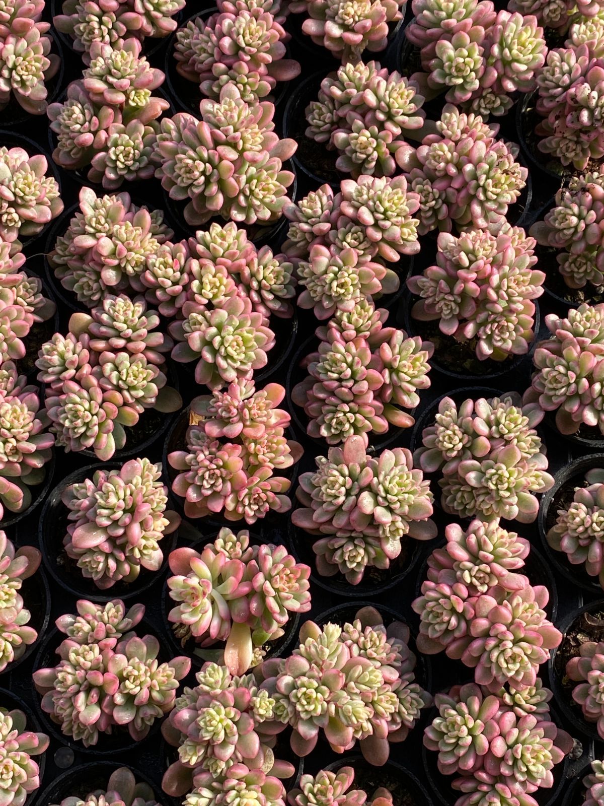 大人気品種 限定年末セール セット タロック錦 ZZ145×54苗土鉢付き