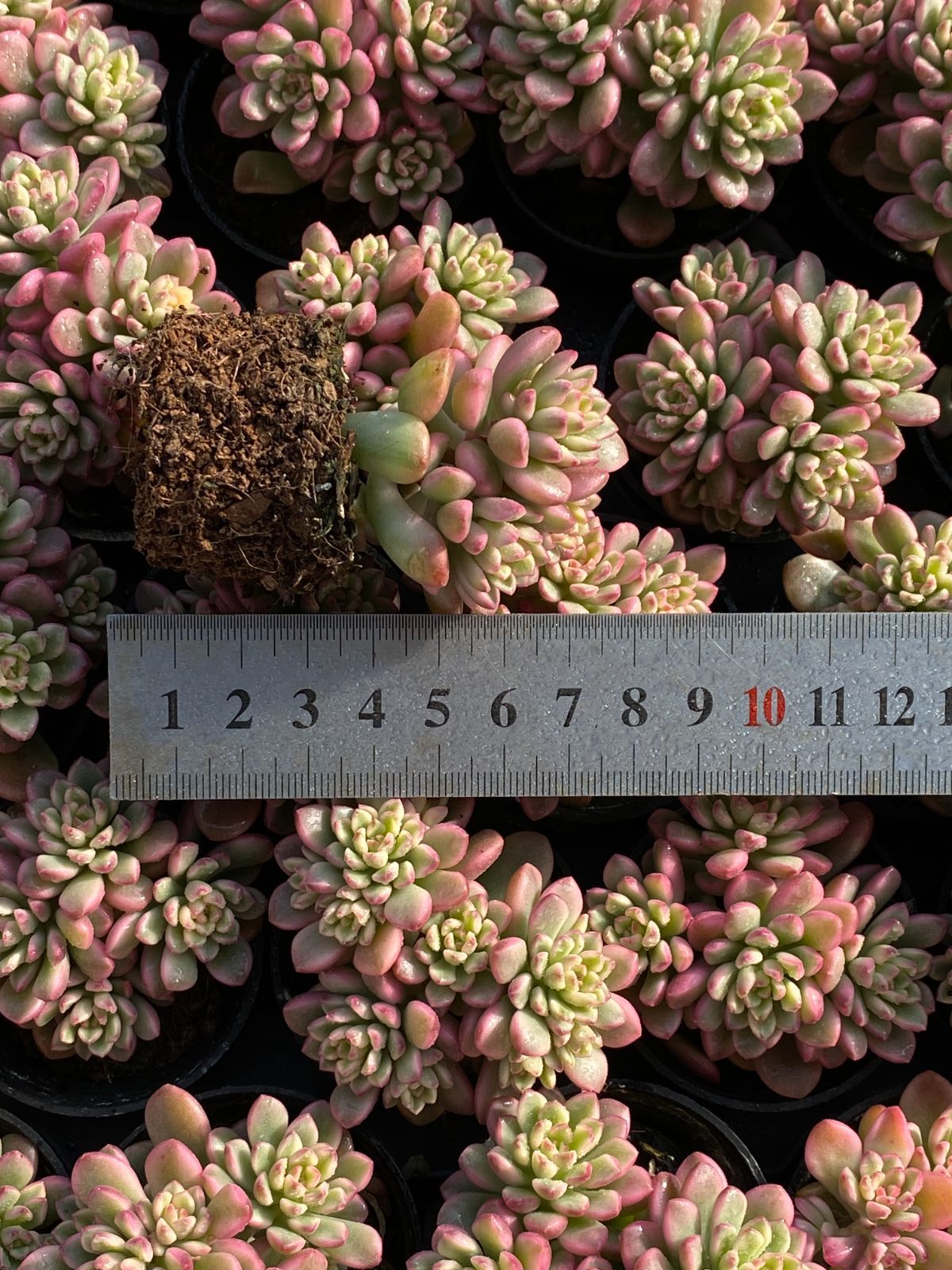 大人気品種 限定年末セール セット タロック錦 ZZ145×54苗土鉢付き