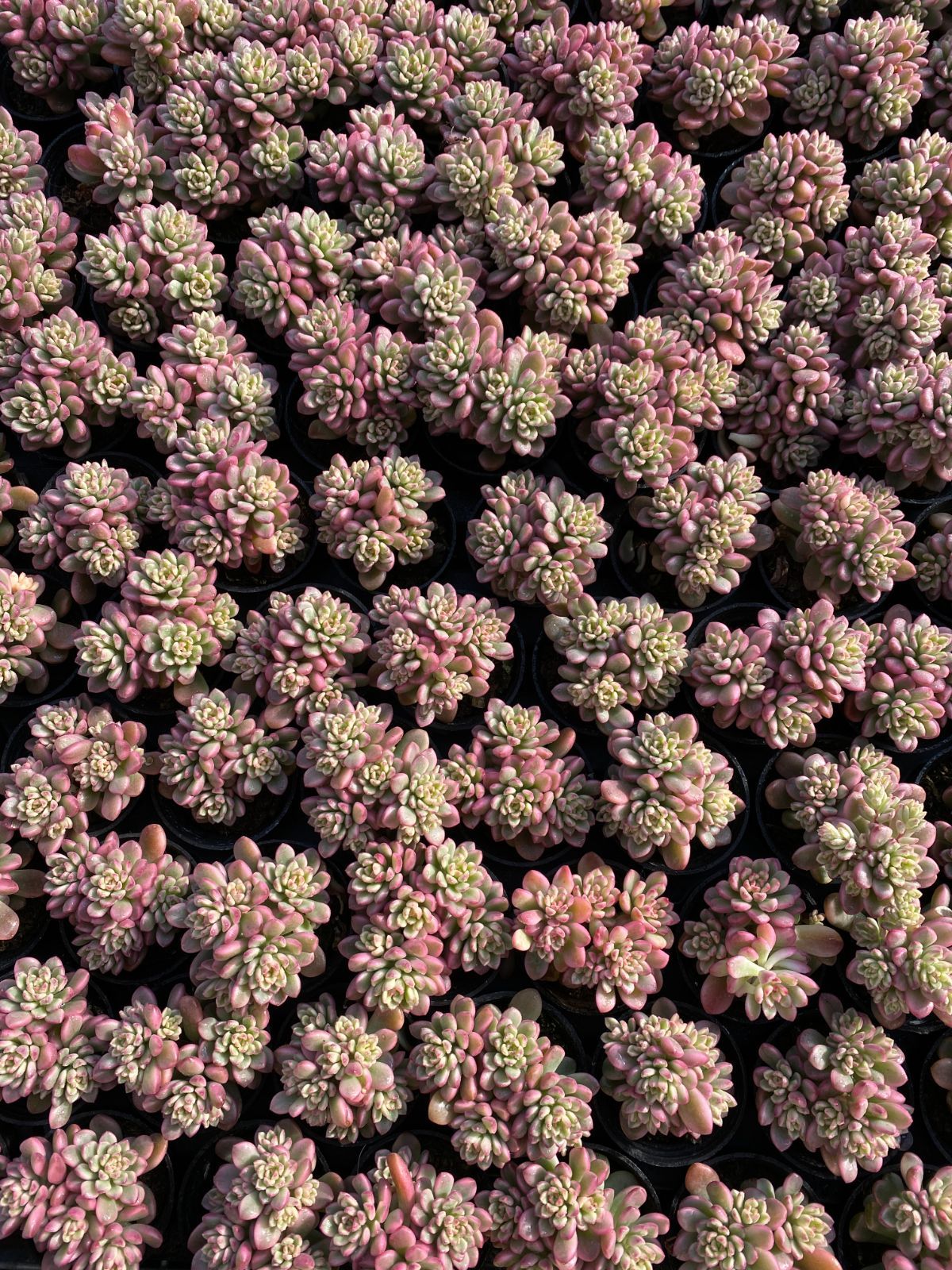 限定年末セール タロック錦 ZZ145×54苗 土鉢付き 多肉植物