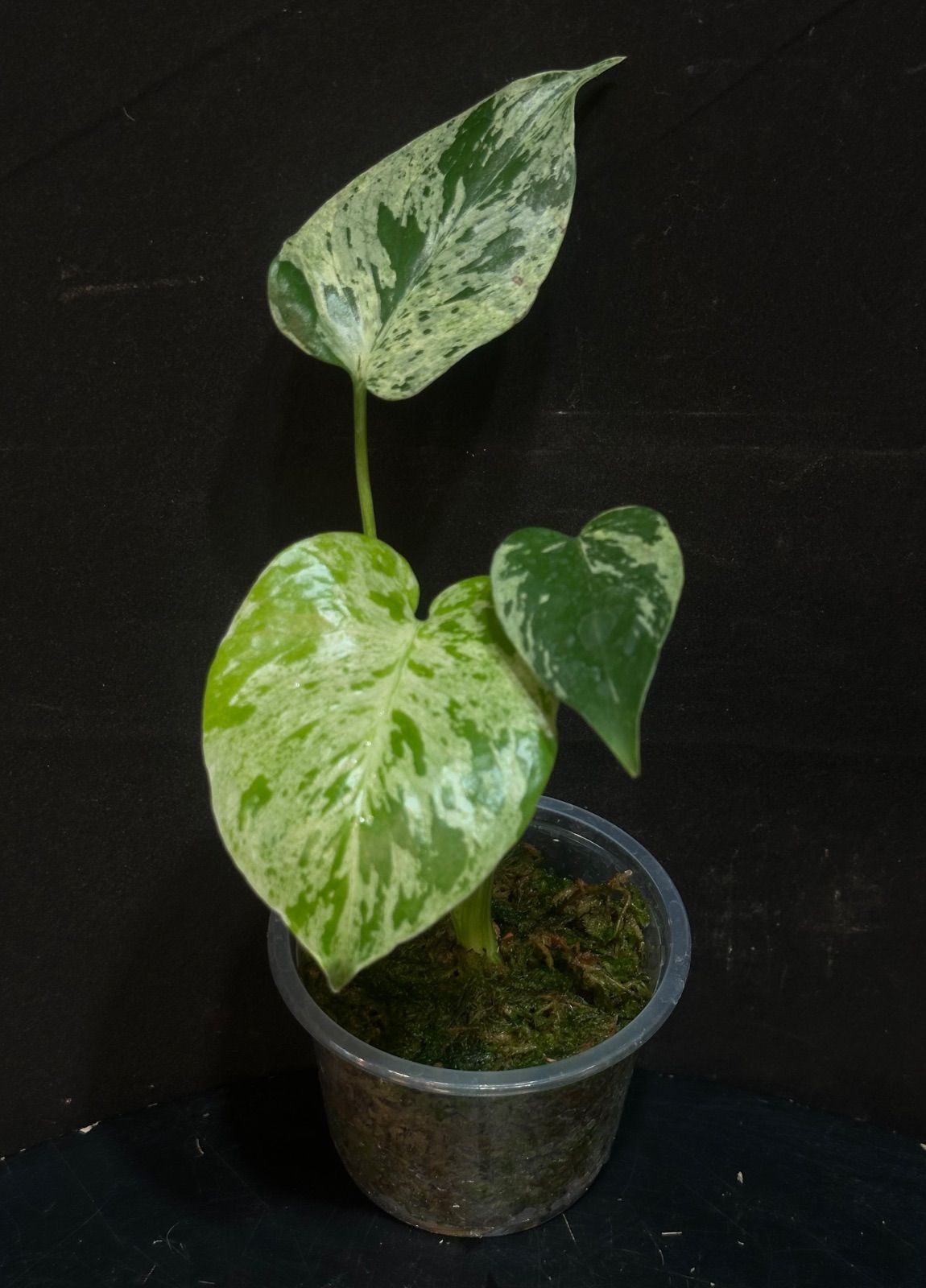 Monstera Bulbasaur モンステラ デリシオーサ バルバソウル