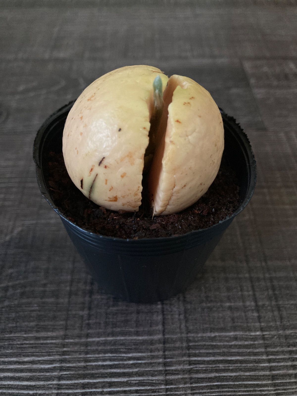 アボカド苗(ポット苗) - メルカリ