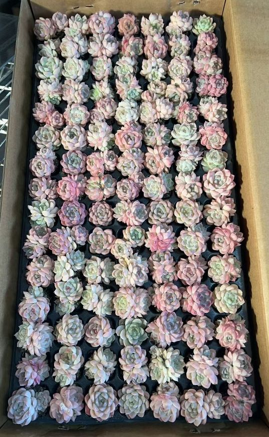 在庫 ホワイトピーチ Y 苗 土付き 多肉植物 詰め合わせ エケベリア サボテン 韓国苗