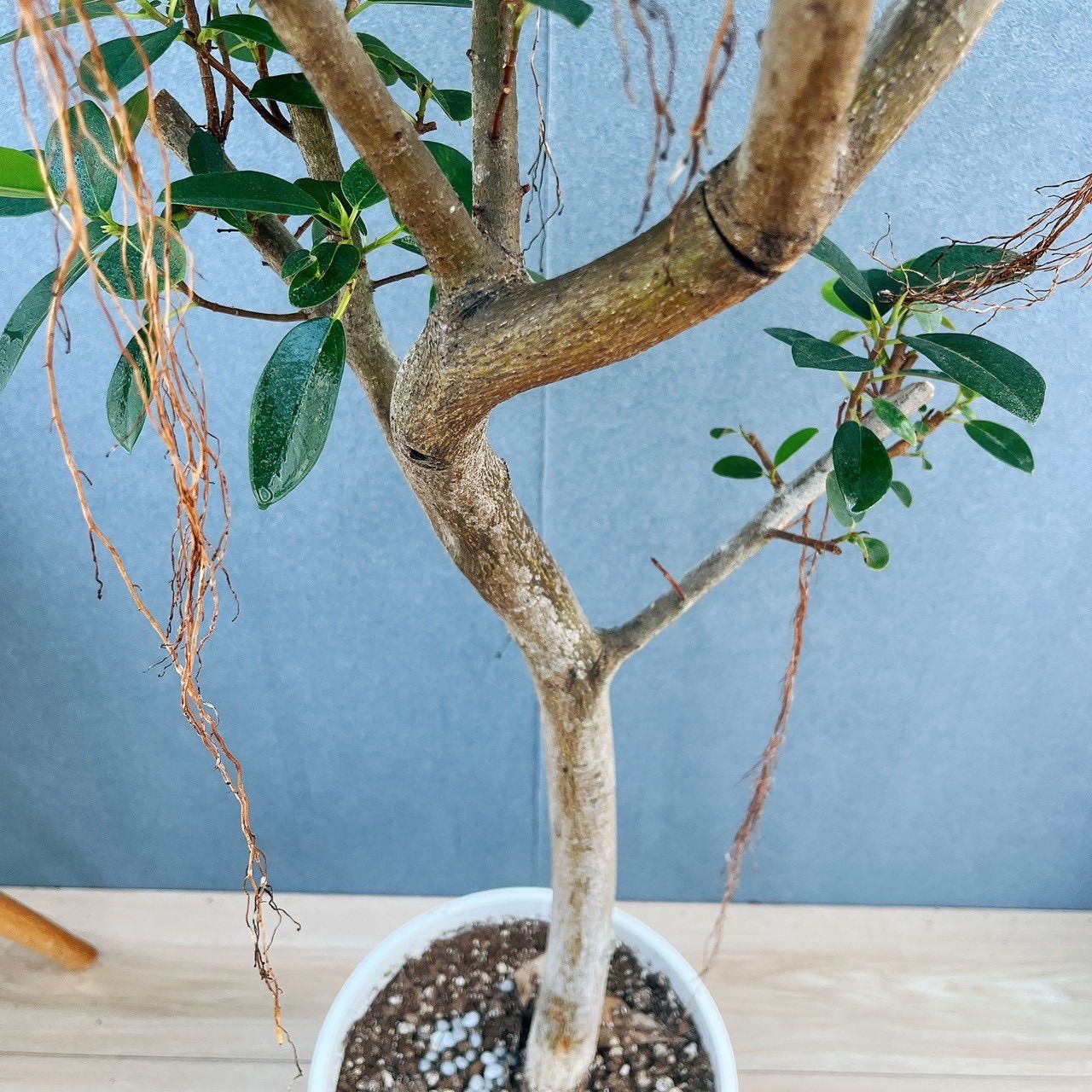 ［現品］5番　フランスゴムノキ　曲がり　8号　観葉植物　室内　大型　おしゃれ 現品］4番 フランスゴムノキ 曲がり 8号 フィカスルビギノーサ 観葉