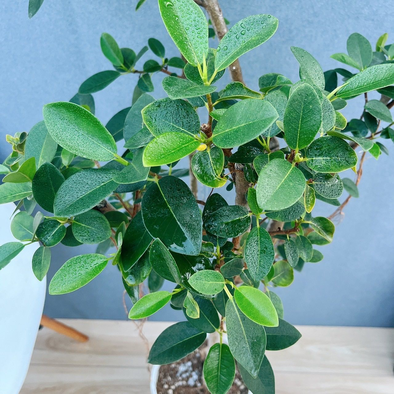 現品］4番 フランスゴムノキ 曲がり 8号 フィカスルビギノーサ 観葉