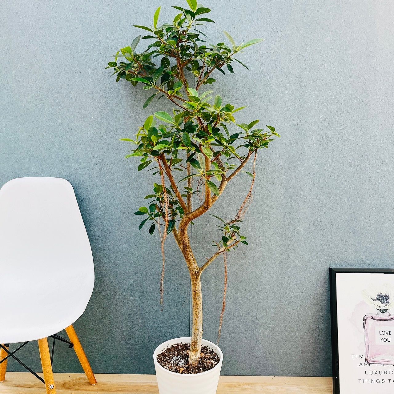 現品 4番 フランスゴムノキ 曲がり 8号 フィカスルビギノーサ 観葉植物 ゴムの木 室内 大型 大きめ