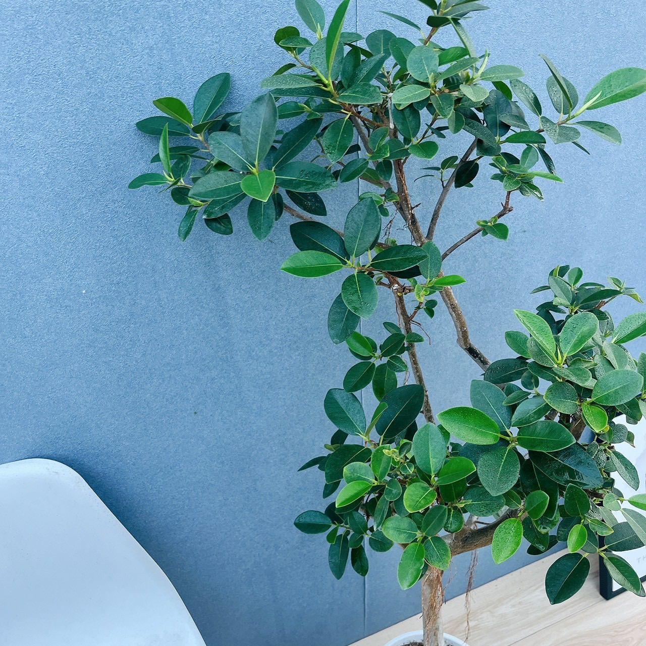 現品］4番 フランスゴムノキ 曲がり 8号 フィカスルビギノーサ 観葉