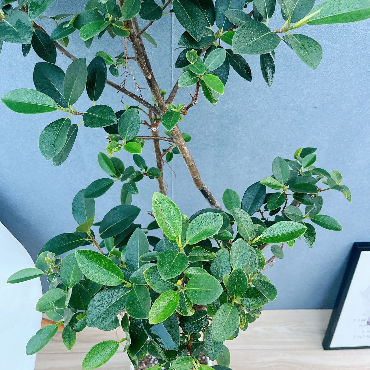 現品］5番 フランスゴムノキ 曲がり 8号 観葉植物 室内 大型 おしゃれ