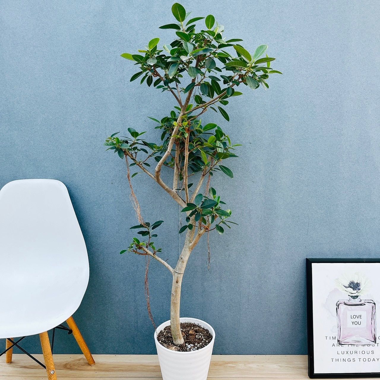 ［現品］F1 フランスゴムノキ　曲がり　8号　観葉植物　室内　大型　ゴムの木 現品］4番 フランスゴムノキ 曲がり 8号 フィカスルビギノーサ 観葉