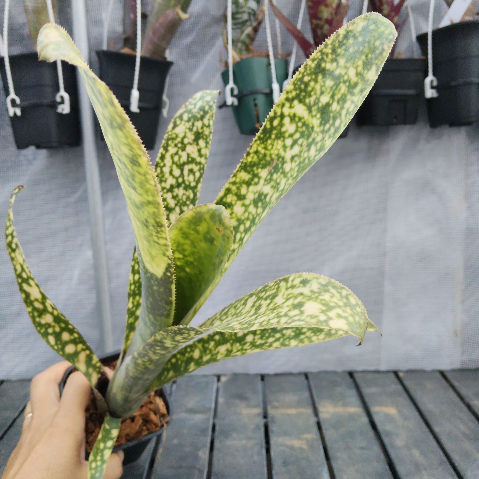 ビルベルギアカサブランカ Billbergia Casa Blanca - メルカリ