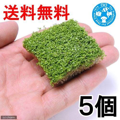 （水草）キューバパールグラス（水上葉）キューブタイプ（約４ｃｍ）（無農薬）（５パック分）（４３４３６８）