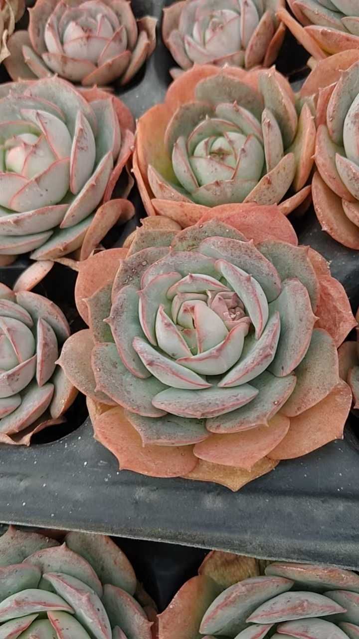 新発売 LGX13 ロゼット 72苗セット 土と根付き 多肉植物 エケベリア