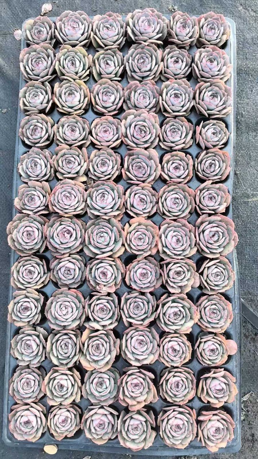 韓国苗6個お得セット 新発売 LGX13 ロゼット 72苗セット 土と根付き 多肉植物 エケベリア