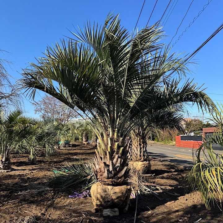 3m50cm】ココスヤシ - メルカリ