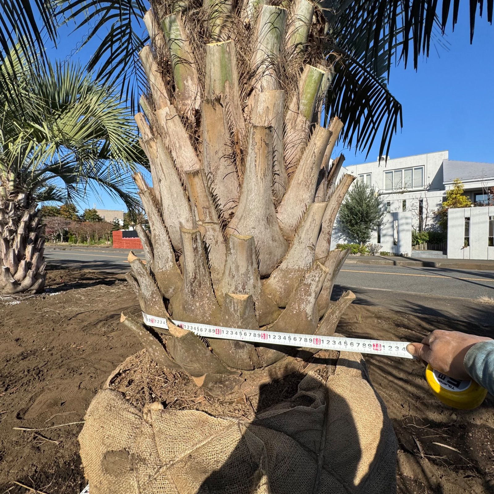 4m10cm】ココスヤシ - メルカリ