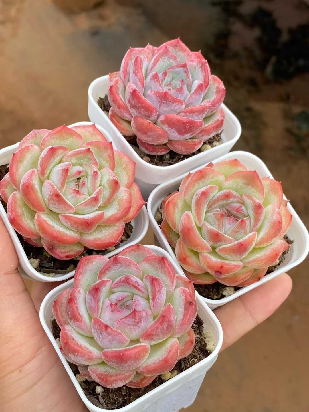 24株の抜き苗セット】ジュレ・カラフル 多肉植物 佐川急便発送