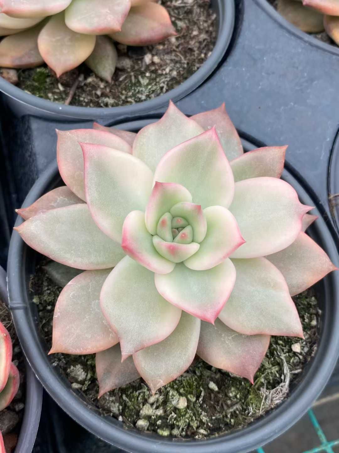 12株の抜き苗セット】ピンク錦 多肉植物 佐川急便発送 エケベリア 韓国