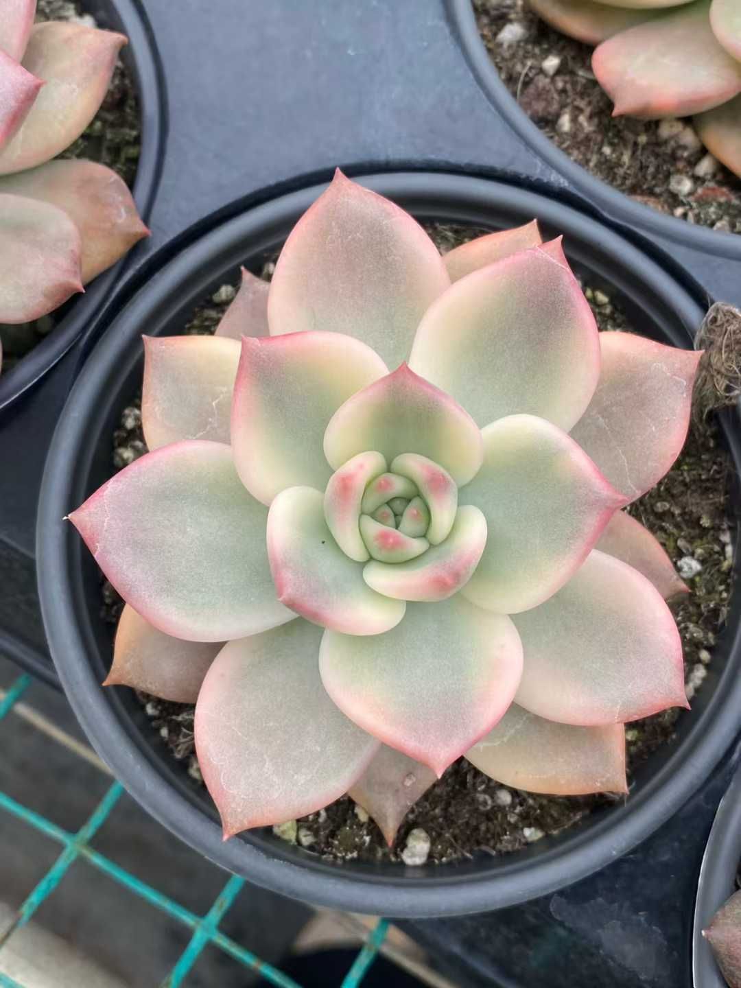 12株の抜き苗セット】ピンク錦 多肉植物 佐川急便発送 エケベリア 韓国