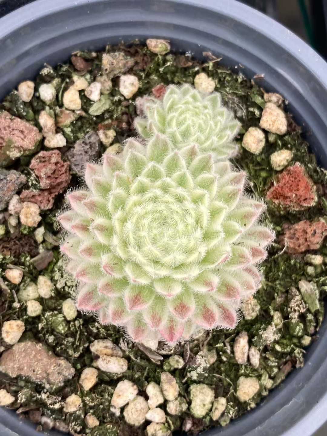 12株の抜き苗セット】センペルビウム錦 多肉植物 佐川急便発送