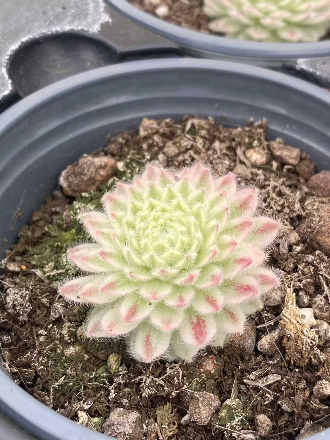 12株の抜き苗セット】センペルビウム錦 多肉植物 佐川急便発送