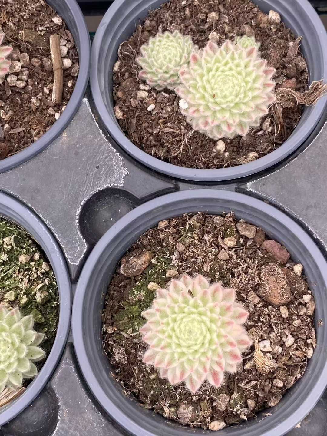 12株の抜き苗セット】センペルビウム錦 多肉植物 佐川急便発送