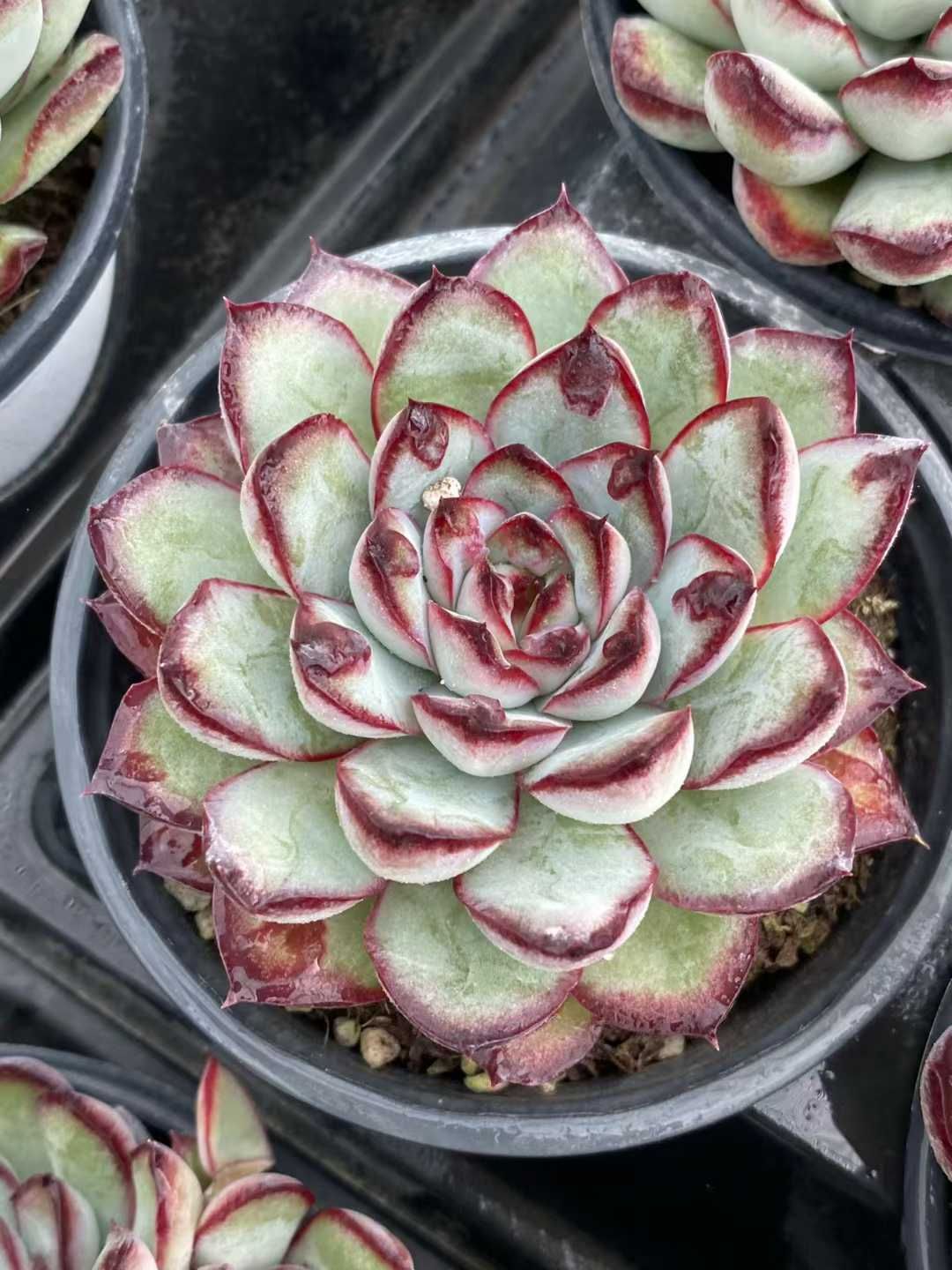 24株の抜き苗セット】レッドエッジ 多肉植物 佐川急便発送 エケベリア