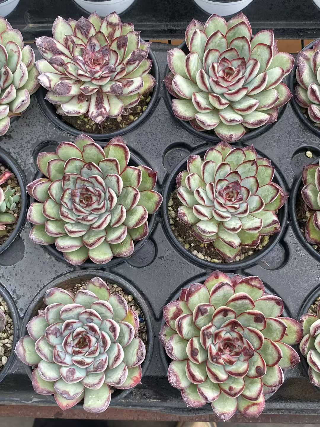 24株の抜き苗セット】レッドエッジ 多肉植物 佐川急便発送 エケベリア