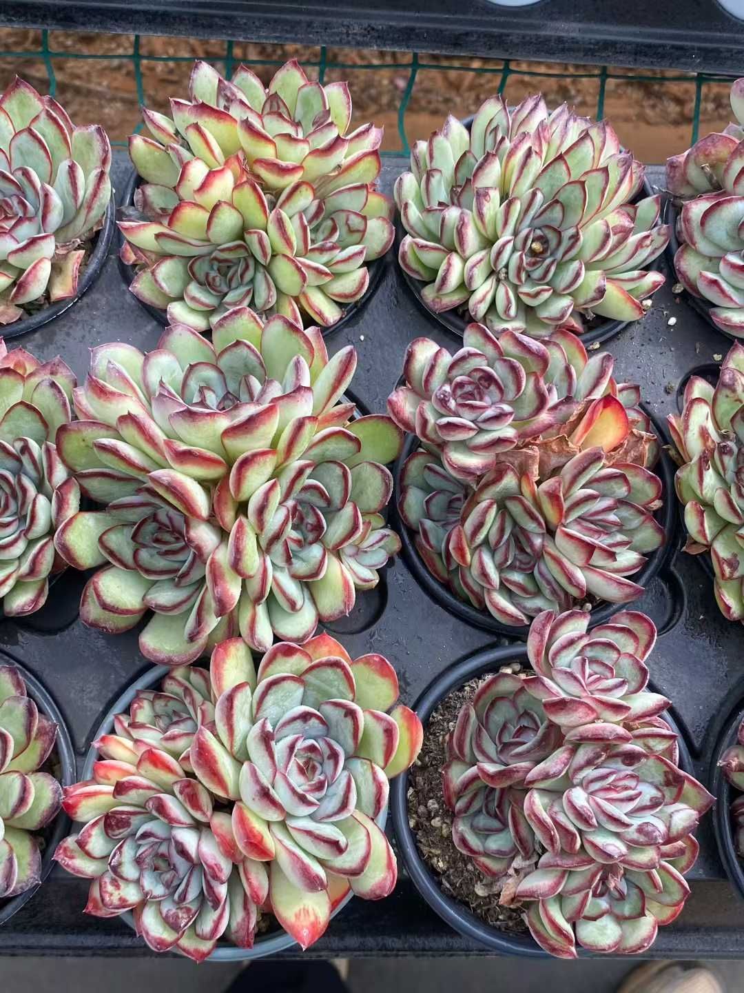 18株の抜き苗セット】レッドエッジ群生 多肉植物 佐川急便発送