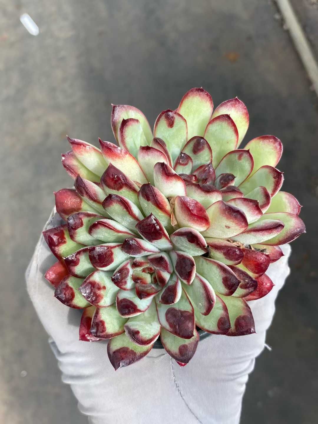 18株の抜き苗セット】レッドエッジ 多肉植物 佐川急便発送 エケベリア