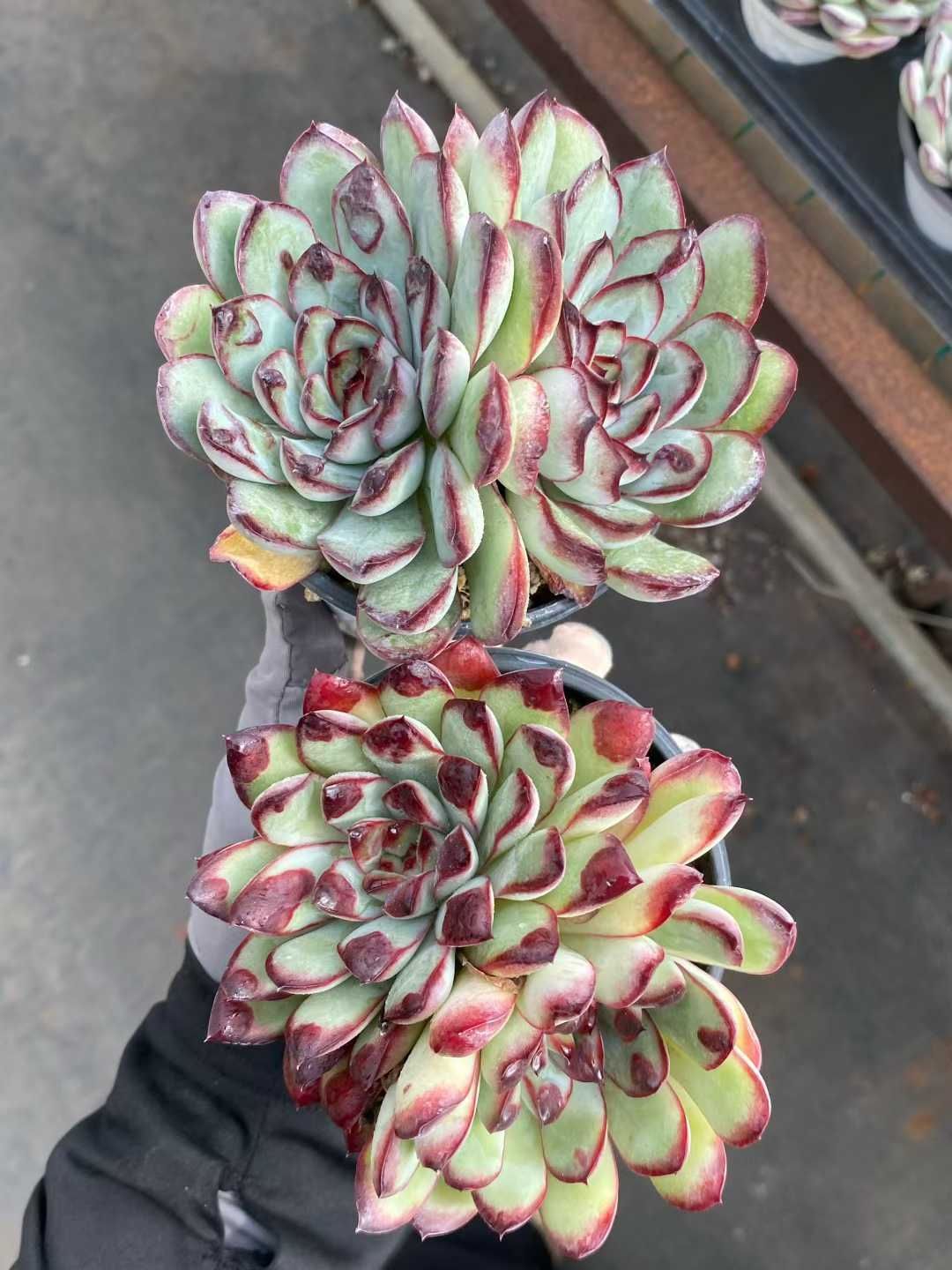 18株の抜き苗セット】レッドエッジ 多肉植物 佐川急便発送 エケベリア